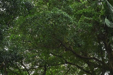 榕樹生長速度|細葉榕:形態特徵,生長環境,分布範圍,栽培技術,行道庇蔭,景觀孤植,。